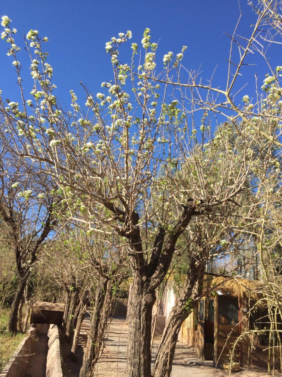 Hostal El Anexo San Pedro de Atacama Eksteriør bilde