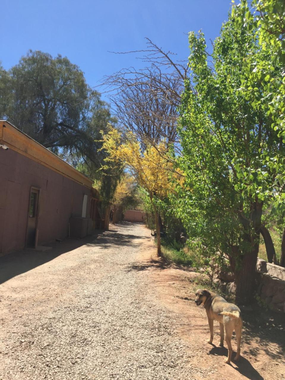 Hostal El Anexo San Pedro de Atacama Eksteriør bilde